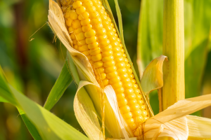 Kenya`s National Biosafety Authority Opens Public Comments on the Proposed Environmental and Market Release of Bt Maize