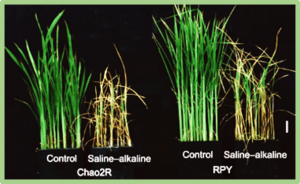 OsWRKY49 on qAT5 positively regulates alkalinity tolerance at the germination stage in Oryza sativa L. ssp. japonica
