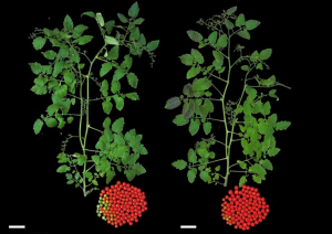 Experts Use Genome Editing to Make Tomatoes Yield Earlier