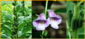 The candidate gene SibHLHA regulates anthocyanin-driven purple pigmentation in Sesamum indicum flowers