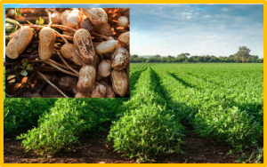 Creation of fragrant peanut using CRISPR/Cas9