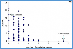 Accumulating candidate genes for broad-spectrum resistance to rice blast in a drought-tolerant rice cultivar