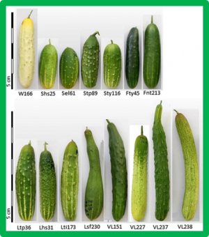 Genetic architecture of fruit size and shape variation in cucurbits: a comparative perspective