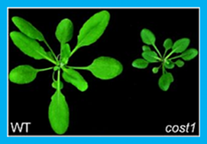 COST1 regulates autophagy to control plant drought tolerance