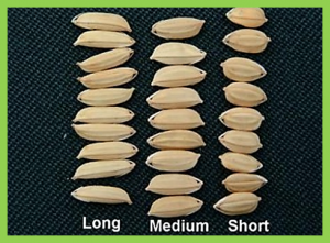 A minor QTL, SG3, encoding an R2R3-MYB protein, negatively controls grain length in rice