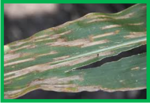 Genetic mapping of quantitative trait loci and a major locus for resistance to grey leaf spot in maize