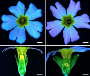 Supergene evolution via stepwise duplications and neofunctionalization of a floral-organ identity gene