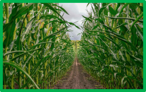 Genomic prediction across years in a maize doubled haploid breeding program to accelerate early-stage testcross testing