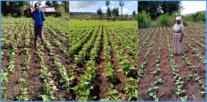Distributing high-iron and zinc bean varieties to women farmers during COVID-19