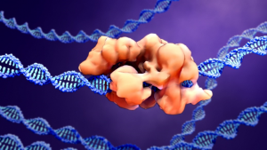 A compact Cascade&ndash;Cas3 system for targeted genome engineering