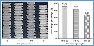 Cytosine methylations in the promoter regions of genes involved in the cellular oxidation equilibrium pathways affect rice heat tolerance