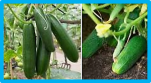 A novel mutation in TFL1 homolog sustaining determinate growth in cucumber (Cucumis sativus L.)