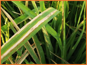 Evaluating Xanthomonas oryzae pv. oryzae (Xoo) infection dynamics in rice for distribution routes and environmental reservoirs by molecular approaches