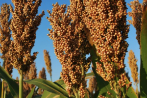Genomics of sorghum local adaptation to a parasitic plant
