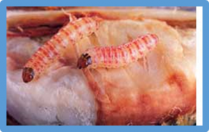 Transgenic cotton and sterile insect releases synergize eradication of pink bollworm a century after it invaded the United States