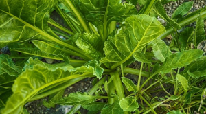Fine mapping and molecular marker development of the Fs gene controlling fruit spines in spinach (Spinacia oleracea L.)