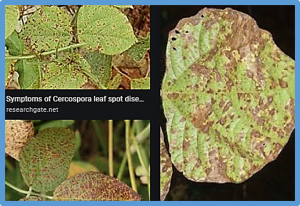Fine mapping of QTL conferring Cercospora leaf spot disease resistance in mungbean revealed TAF5 as candidate gene for the resistance