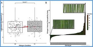 Genome-wide association of rice response to blast fungus identifies loci for robust resistance under high nitrogen