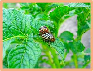 Stacked insecticidal genes in potatoes exhibit enhanced toxicity against Colorado potato beetle, Leptinotarsa decemlineata (Coleoptera: Chrysomelidae)