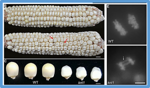 Knl1 participates in spindle assembly checkpoint signaling in maize