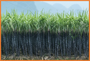Improved genomic prediction of clonal performance in sugarcane by exploiting non-additive genetic effects