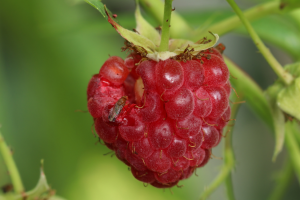 CRISPR-based Gene Drive Could Provide Solution to Agricultural Pests