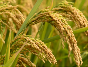 The inhibitor of apoptosis protein MoBir1 is involved in the suppression of hydrogen peroxide-induced fungal cell death, reactive oxygen species generation, and pathogenicity of rice blast fungus.