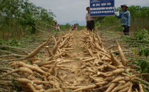 Vietnam Agriculture in 2019 - How To Help Farmer Be Rich -