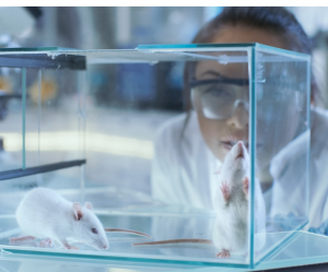 Gene Editing Reduces Anxiety-Related Behavior in Mice