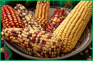 Assessment of potential impacts associated with gene flow from transgenic hybrids to Mexican maize landraces