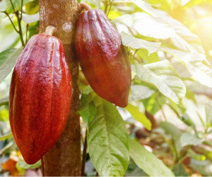 Improved Cacao Reference Genome Secures the Future of Chocolate