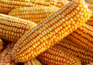 Argentina Approves 60th GM Seed