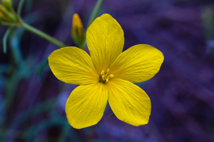 First Field Test of Stacked HT Camelina Shows Positive Results