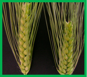 The effects of training population design on genomic prediction accuracy in wheat