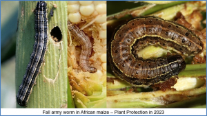 Genetic analyses of tropical maize lines under artificial infestation of fall armyworm and foliar diseases under optimum conditions
