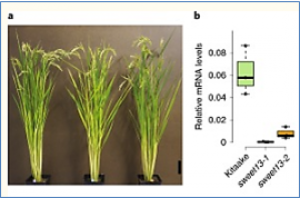 Diagnostic kit for rice blight resistance