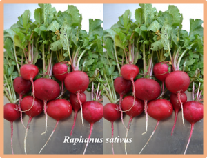 QTL mapping for Fusarium wilt resistance based on the whole-genome resequencing and their association with functional genes in Raphanus sativus