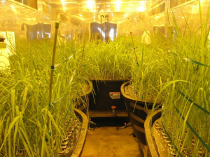 Genetic architecture of root and shoot ionomes in rice (Oryza sativa L.)