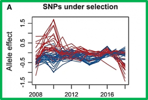 Genomic signatures of selection for resistance to stripe rust in Austrian winter wheat