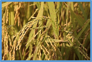 Advances in Sensing, Response and Regulation Mechanism of Salt Tolerance in Rice