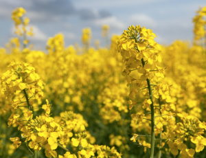 Australia`s Gene Technology Regulator Invites Comments on GM Canola Field Trial