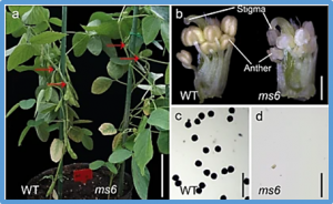 A single nucleotide polymorphism in an R2R3 MYB transcription factor gene triggers the male sterility in soybean ms6 (Ames1)