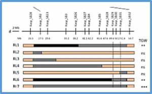 Fine mapping and validation of a major QTL for grain weight on chromosome 5B in bread wheat