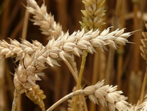 Identification and characterization of a natural polymorphism in FT-A2 associated with increased number of grains per spike in wheat