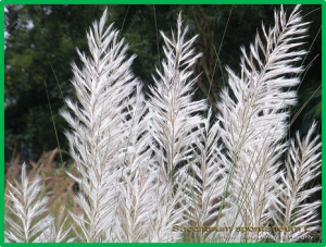Deep sequencing of suppression subtractive library identifies differentially expressed transcripts of Saccharum spontaneum exposed to salinity stress.