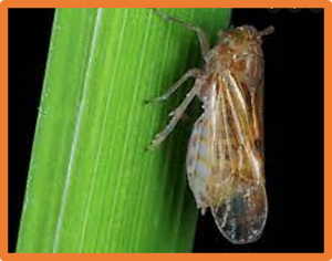 Salivary protein 7 of the brown planthopper functions as an effector for mediating tricin metabolism in rice plants