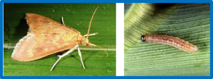 Chymotrypsin is a molecular target of insect resistance of three corn varieties against the Asian corn borer, Ostrinia furnacalis
