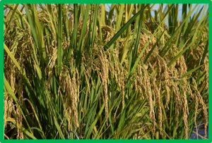 Genomic prediction of zinc-biofortification potential in rice gene bank accessions