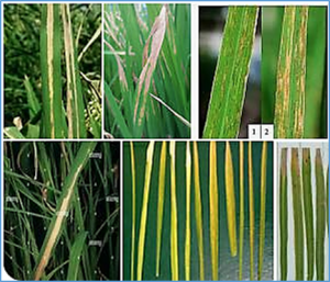 Bioengineered chitosan-iron nanocomposite controls bacterial leaf blight disease by modulating plant defense response and nutritional status of rice (Oryza sativa L.)
