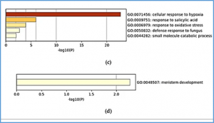 Meta-Analysis of RNA Sequencing Data of Arabidopsis and Rice under Hypoxia